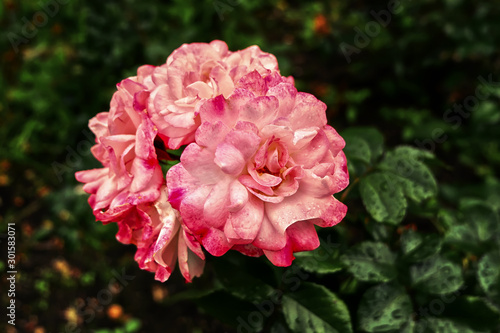 pink flowers in the garden