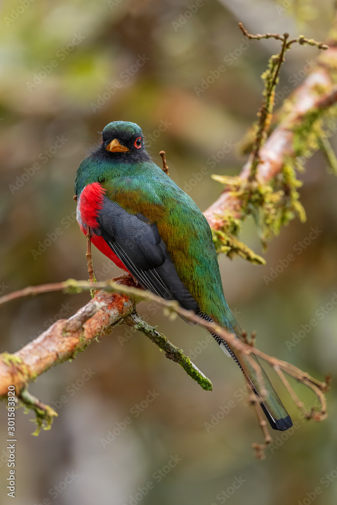 Collared Trogon - Trogon collaris, beautiful colored bird from Andean slopes of South America, Guango lodge, Ecuador.