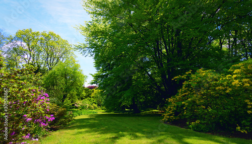 Idyllic nature landscape with vivid springtime colors- green trees and lawn in a public park on a sunny day.