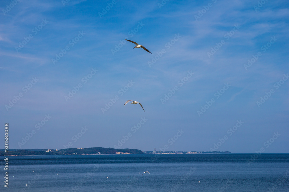 Seagulls flying against the blue sea and sky