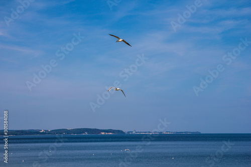 Seagulls flying against the blue sea and sky