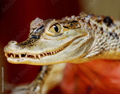 Close-up of the crocodile head and skin