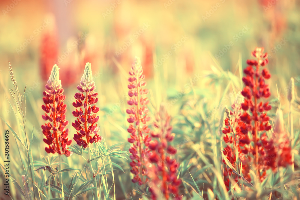 lupins in the field / summer flowers purple wild flowers, nature, landscape in the field in summer lupins in the field / summer flowers purple wild flowers, nature, landscape in the field in summer