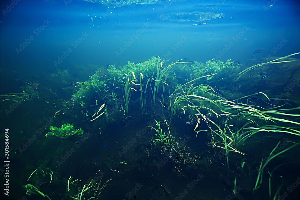 Fototapeta premium algae in the ocean underwater photo / landscape ecosystem of the ocean, green algae underwater