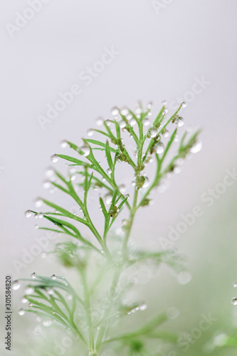 Green grass after rain with drops of water. Morning dew. Dill herb macro close up view. 