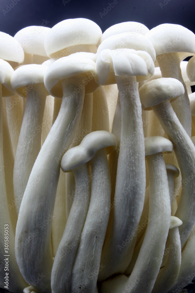mushrooms on a black background mushrooms on a black background