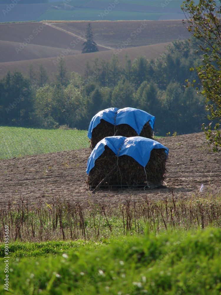 秋の美瑛の丘 Stock Photo Adobe Stock