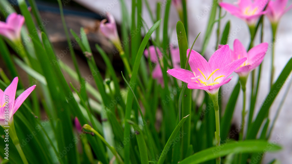 Pink flower,Rain Lily Rose, Zephyranthes Rosea, Pink Rain Lily Pink flower,Rain Lily Rose, Zephyranthes Rosea, Pink Rain Lily
