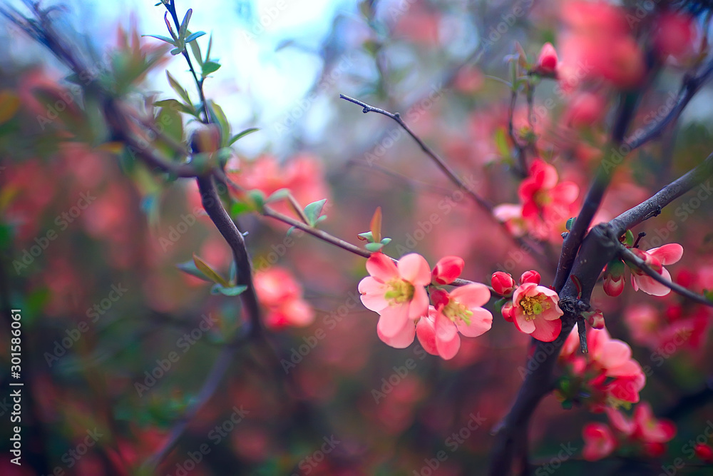 tender spring flowers background / beautiful picture of flowering branches tender spring flowers background / beautiful picture of flowering branches
