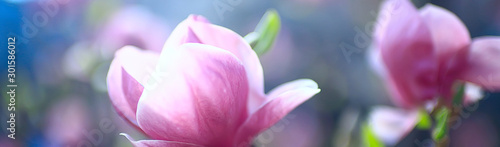 Fototapeta Naklejka Na Ścianę i Meble -  magnolia blossom spring garden / beautiful flowers, spring background pink flowers