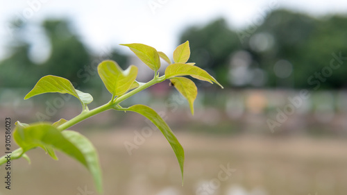 Bougainvillea growing in the garden