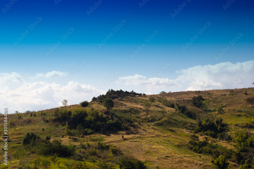 Thailand mountain in summer season see yellow grass and a little tree and background blue sky and cloud