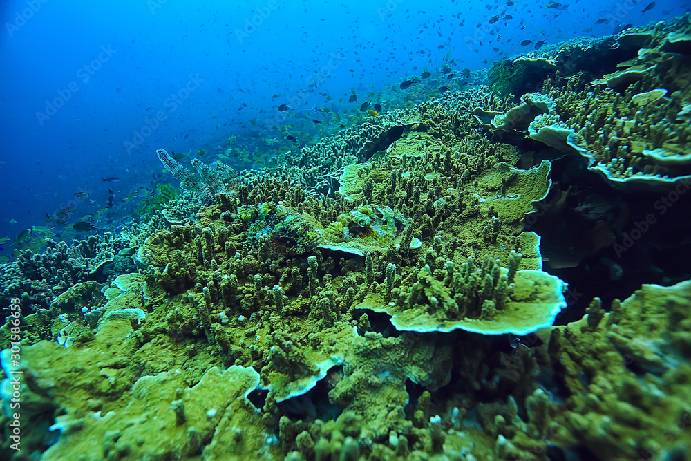 Fototapeta premium underwater scene / coral reef, world ocean wildlife landscape