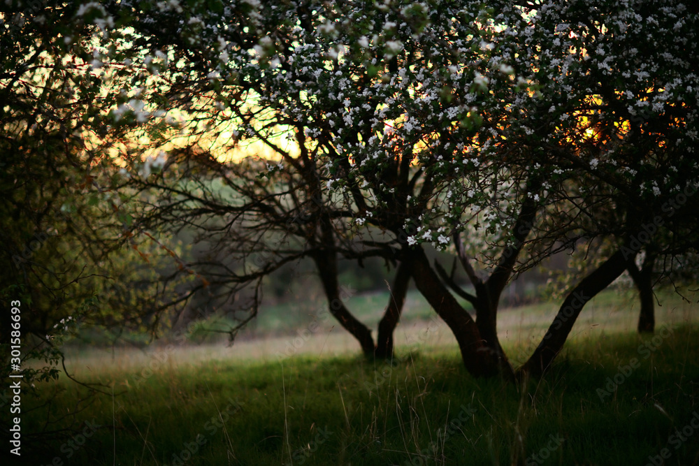 Fototapeta premium tender spring flowers background / beautiful picture of flowering branches