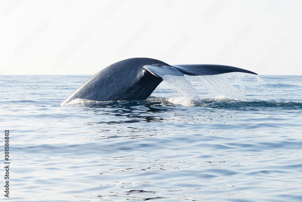 Fototapeta premium Blue Whale Tail with Water Dripping Off