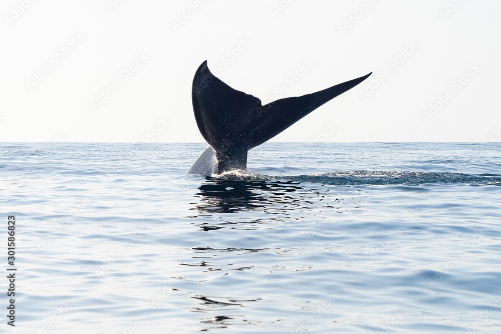 Fototapeta premium Blue Whale Tail Diving Down
