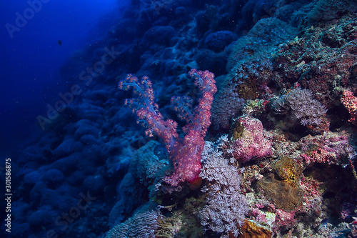 underwater world / blue sea wilderness, world ocean, amazing underwater