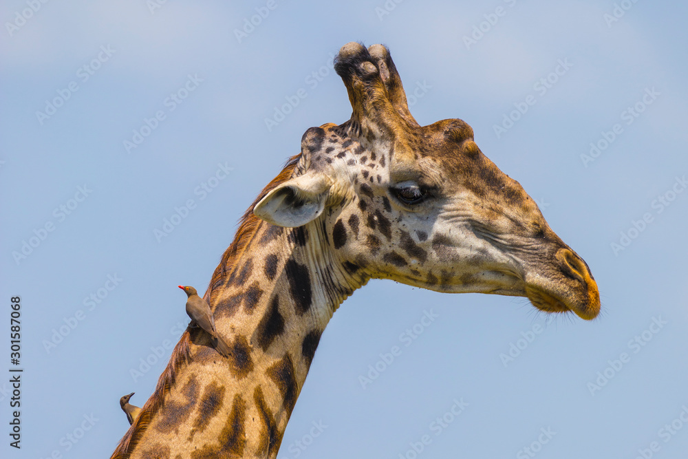 Masai giraffe (Giraffa camelopardalis tippelskirchi) and Red-billed oxpeckers, animal portrait, Masai Mara National Reserve, Kenya