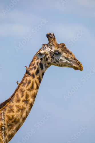 Masai giraffe (Giraffa camelopardalis tippelskirchi) and Red-billed oxpeckers, animal portrait, Masai Mara National Reserve, Kenya © Ana Gram