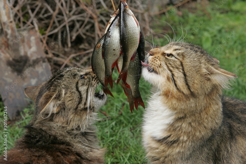 A gray domestic cat looks at a lot of small fish A gray domestic cat looks at a lot of small fish