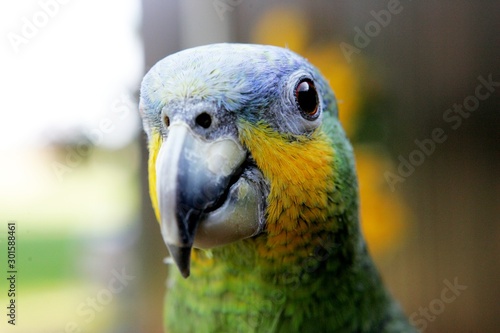 Yellow-green parrot head close-up