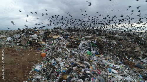 Black birds flocks over the garbage dump. A huge garbage mountain of unsorted waste. Landfill. Trash polygon. Aerial view.  photo