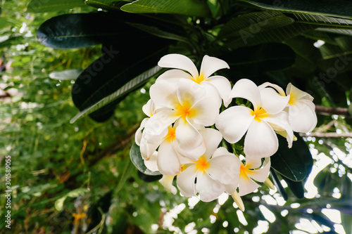 White Plumeria flowers bloom on the trees