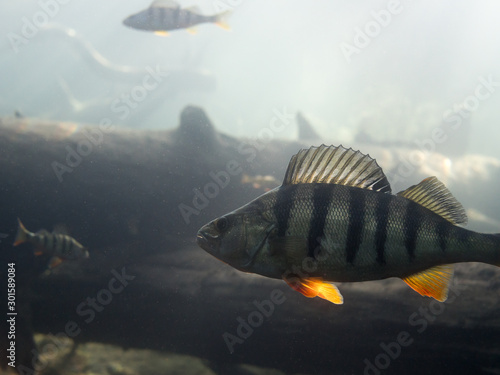 Quadro su tela Underwater side view of big European perch