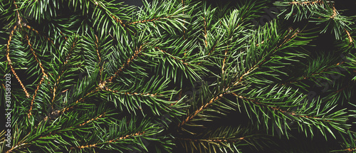 Christmas tree branches. The concept of the new year, christmas, nature. Banner. Flat lay, top view