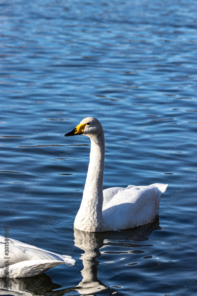 Obraz premium 白鳥