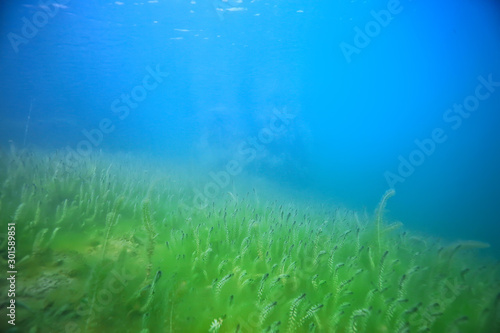 underwater green landscape / nature underwater eco ecology lake, wild diving