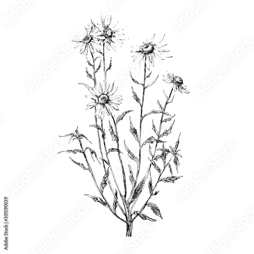 Chamomile illustration on white background, Chamomile sketch, Chamomile linework, Chamomile draw