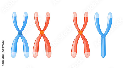 X and Y chromosomes with dna on a white background