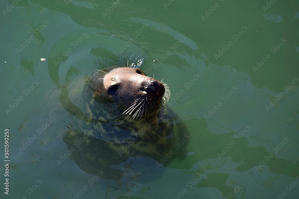 Fototapeta premium sea lion in howth port