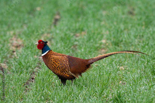 Beautiful male pheasant in grass