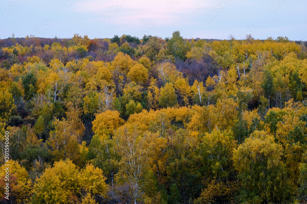 yellowed trees to autumn from above