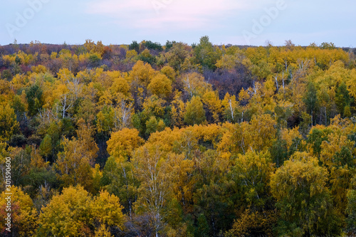 yellowed trees to autumn from above