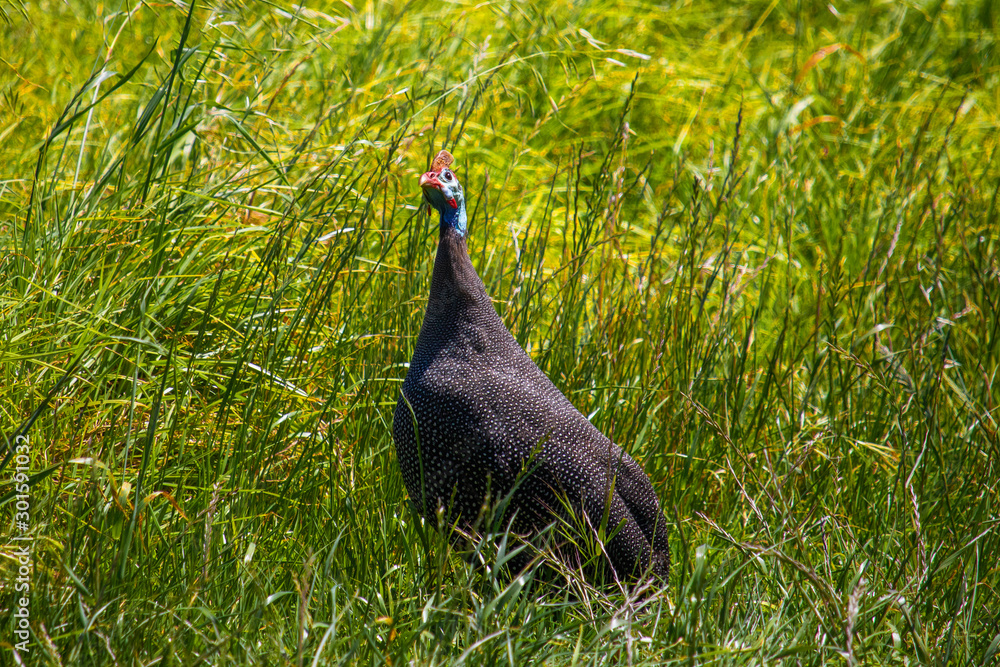 Guineafowl looking for danger in a grass meadow at sunset.