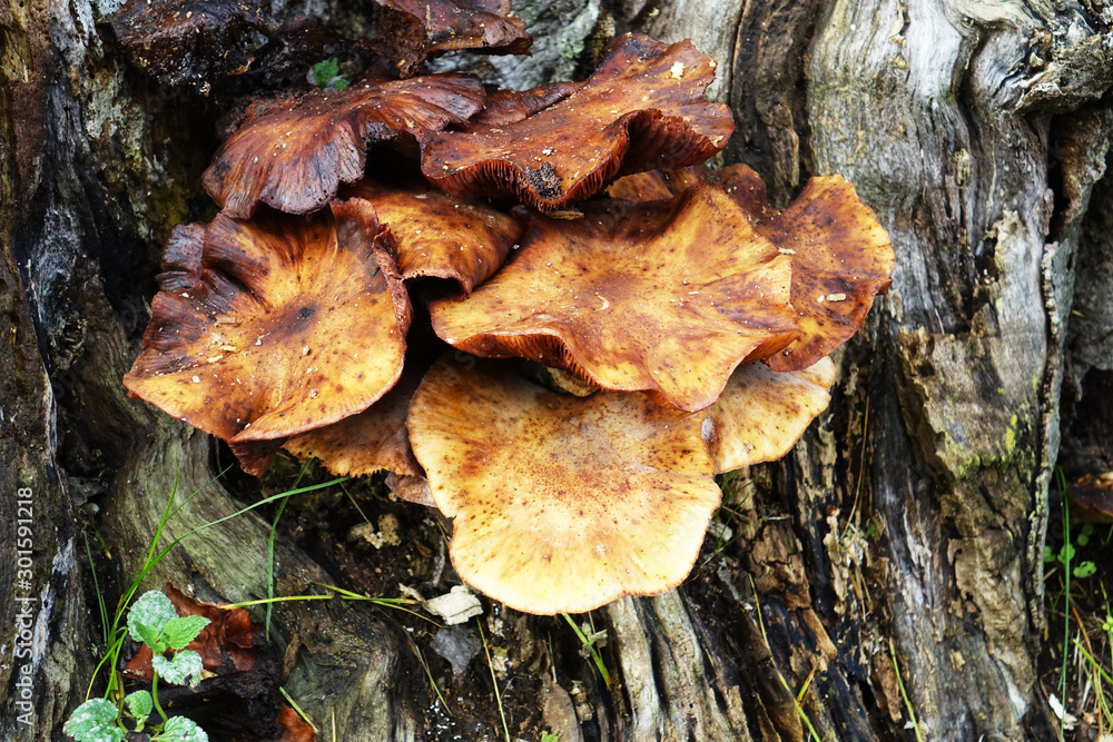 Netherlands; Brown yellow Mushrooms on a trunk Netherlands; Brown yellow Mushrooms on a trunk