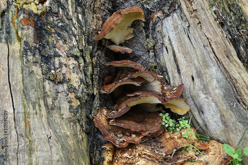 Netherlands; Brown mushrooms on a trunk