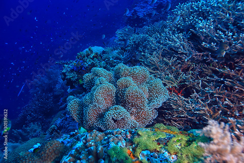 coral reef macro / texture, abstract marine ecosystem background on a coral reef