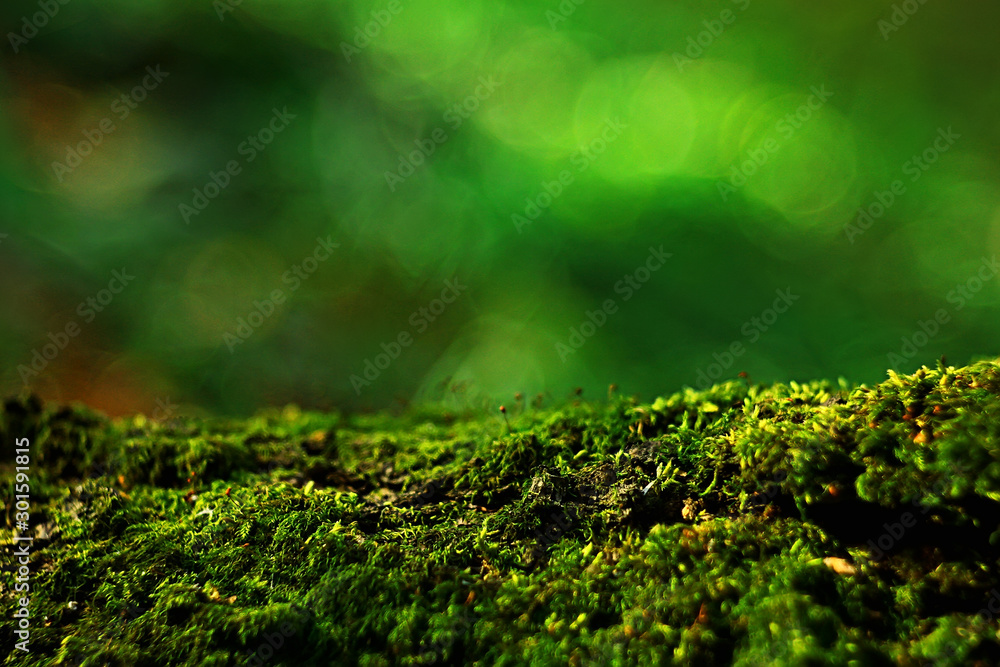 macro moss landscape / green abstract natural view, summer forest, moss macro