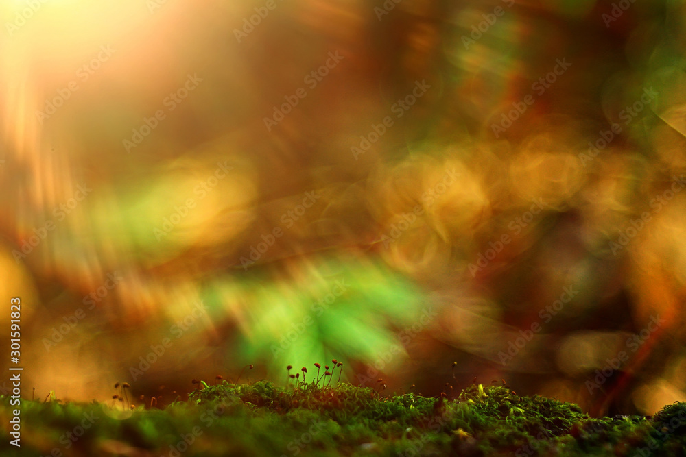 macro moss landscape / green abstract natural view, summer forest, moss macro macro moss landscape / green abstract natural view, summer forest, moss macro