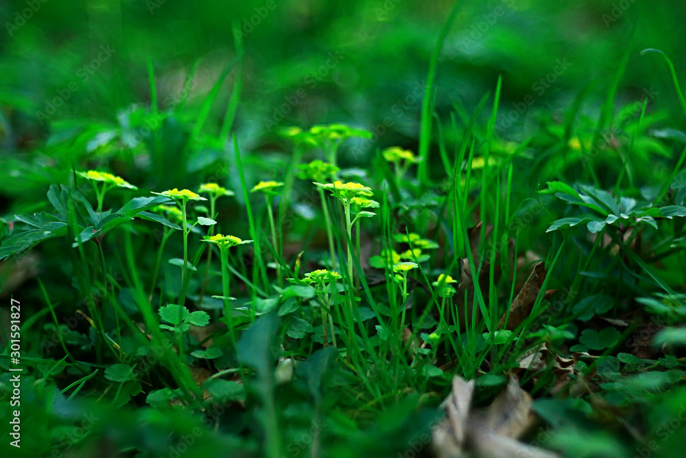 green grass leaves top view wild field / summer in the jungle, forest grass abstract view, background green grass leaves top view wild field / summer in the jungle, forest grass abstract view, background
