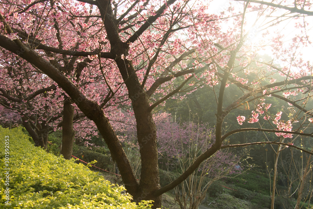 Fototapeta premium Tamsui Palace, Tamsui Town, New Taipei City-Feb 2,2019: Cherry Blossom of Tianyuan Palace in sunny day.