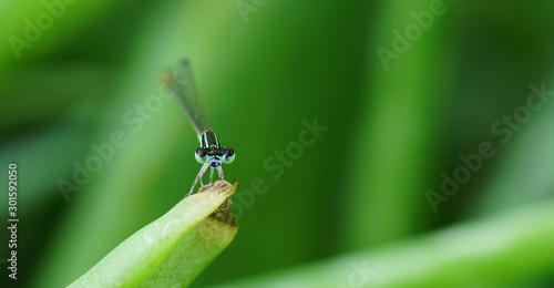 A small dragonfly in the garden