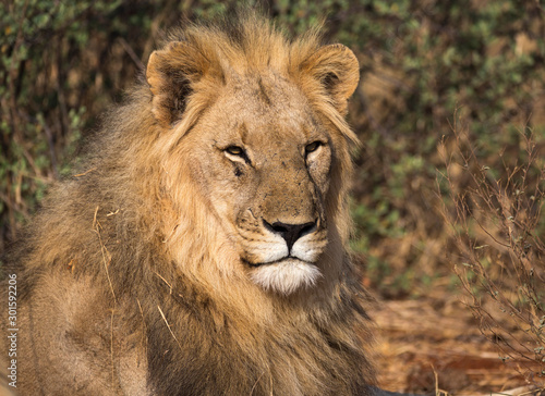 Head shot of a large male lion with big mane