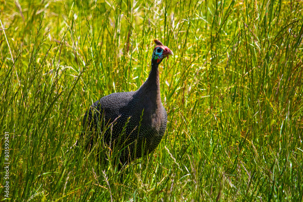 Guineafowl looking for danger in a grass meadow at sunset. Guineafowl looking for danger in a grass meadow at sunset.