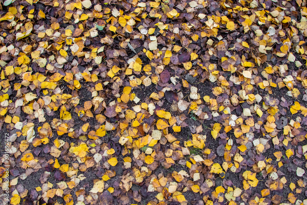 on the ground everything is full of yellow birch leaves on the ground everything is full of yellow birch leaves