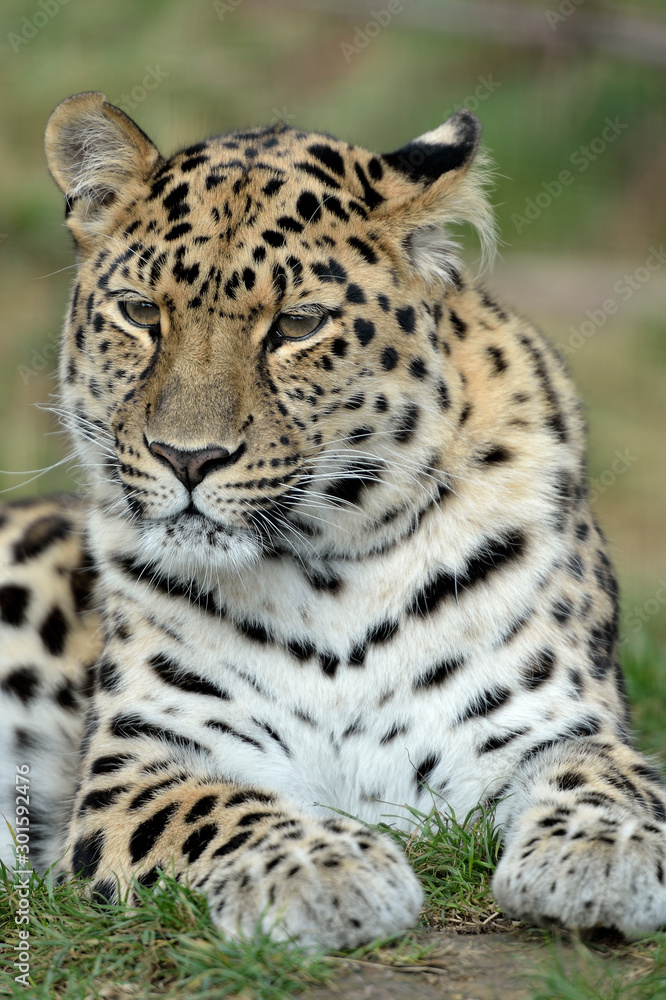 Obraz premium Leopard